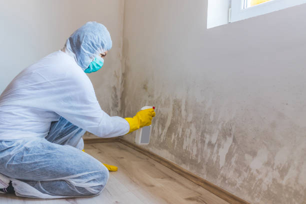 Licensed Mold Testing service in Pendleton, NC - WQB Mold Removal